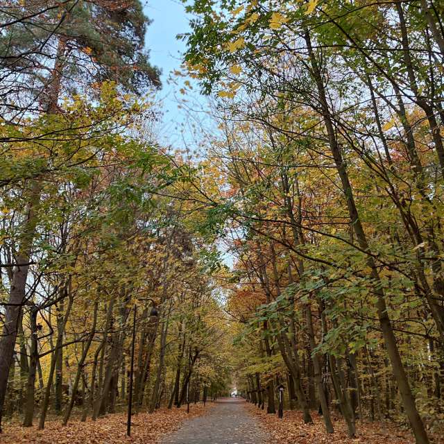 Tree. Weather forecasts with beautiful photos by Romek58 Photos in Wieluń