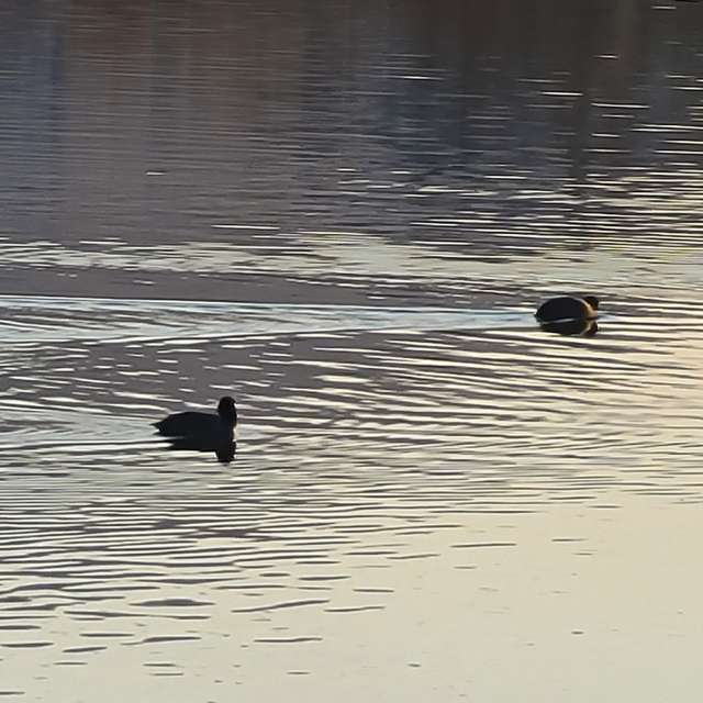 Fotos Marrom. Previsões do tempo com lindas fotos de あさのジジ em Okayama