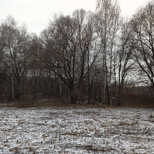 Forest. Weather forecasts with beautiful photos by Amanda_and_Valdemar_Che Photos in Izmaylovo District