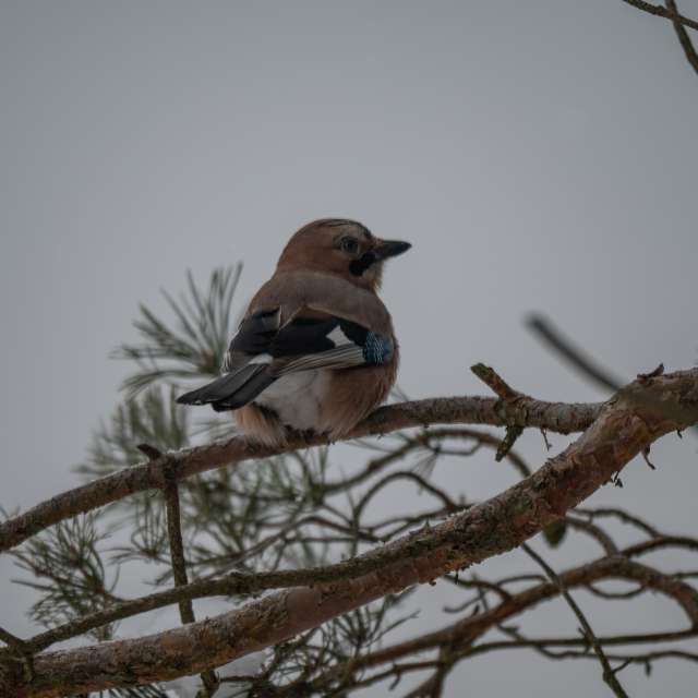 Previsões do tempo com lindas fotos de ooee