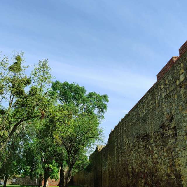 Tree. Weather forecasts with beautiful photos by Romek58 Photos in Wieluń