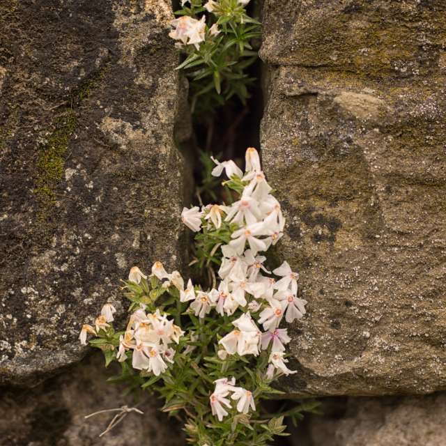 天气预报，带Axys精美的照片
