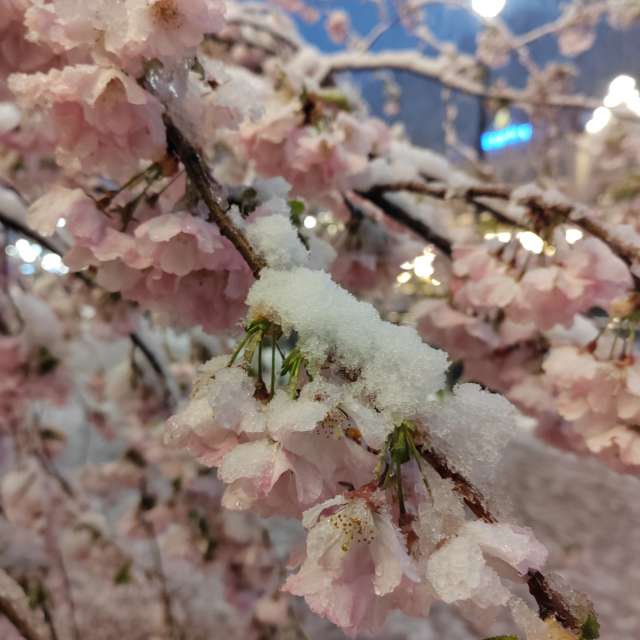 Fotos del Alimento. Pronósticos del tiempo con hermosas fotos de Albert_Smelovtsev en Roza Khutor