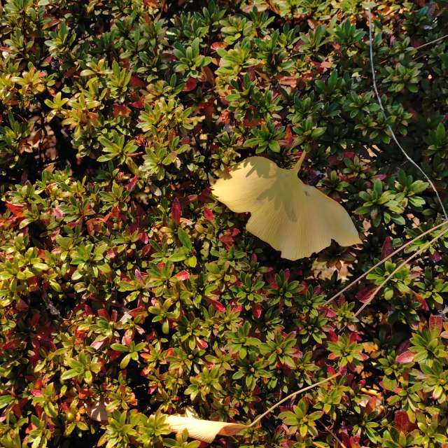 Прогнозы погоды с чудесными фотографиями, сделанными kon__miyuki