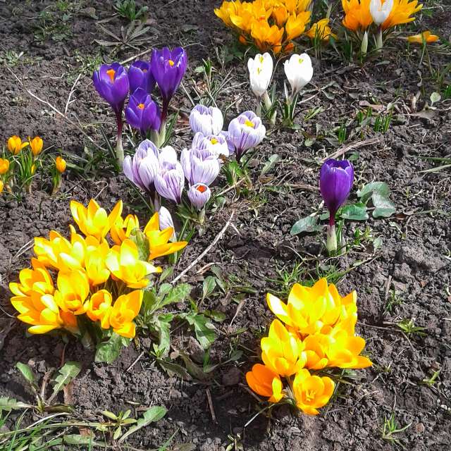 Crocus. Weather forecasts with beautiful photos by urashm Photos in Khmelnytskyi