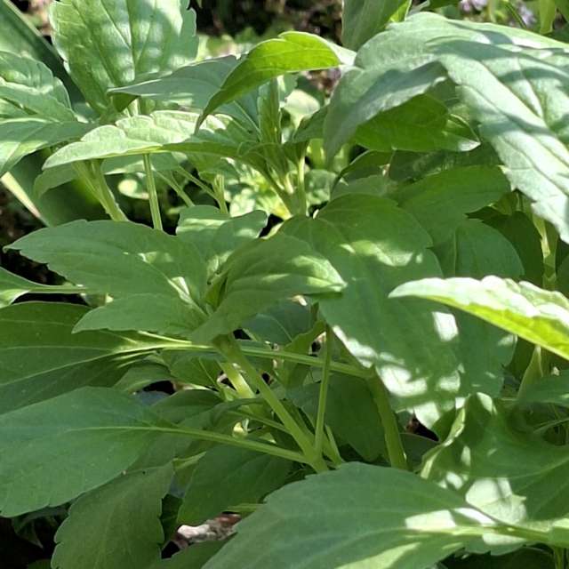 Photos Feuille. Prévisions météo avec de superbes photos de Wen-ya Huang de Kaohsiung