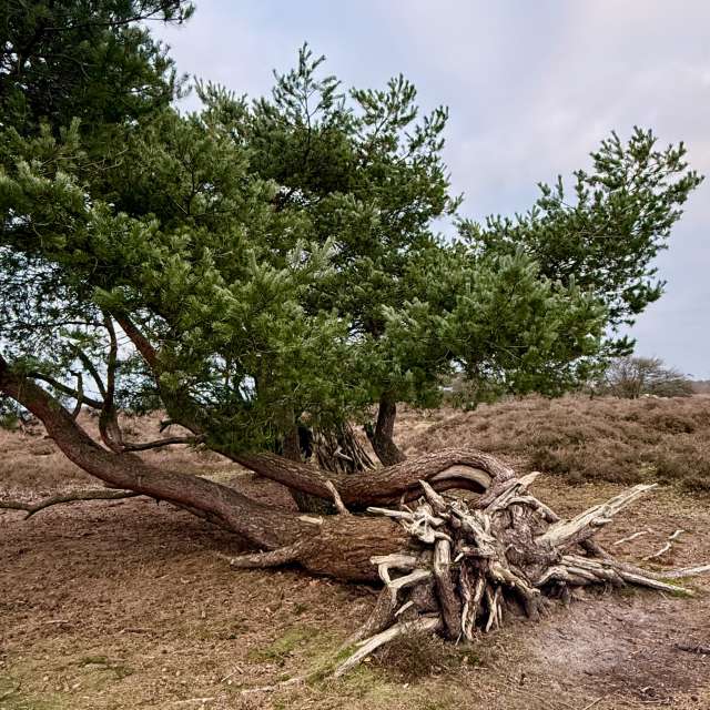 Weather forecasts with beautiful photos by Oksy