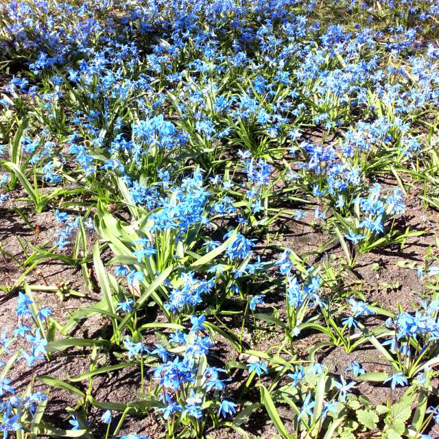 Gras. Wettervorhersagen mit schönen Fotos von mikēniete Fotos Riga