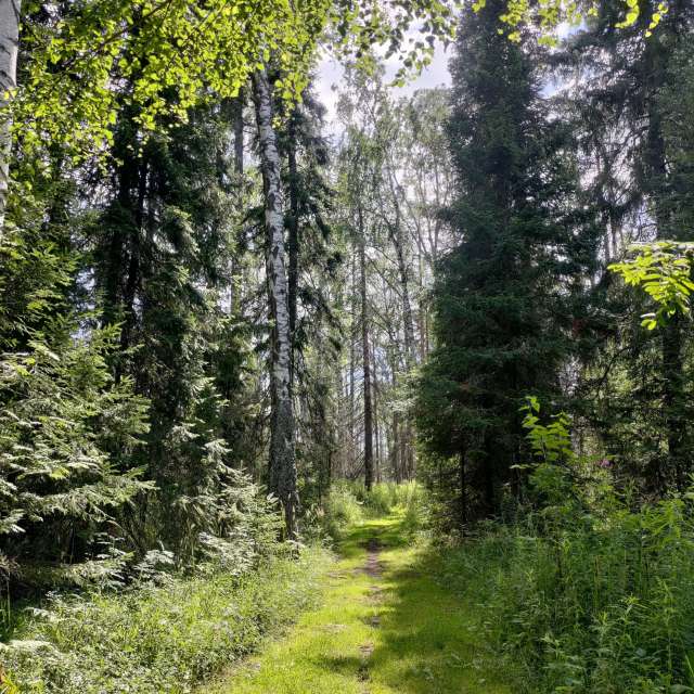 天气预报，带Lara357精美的照片