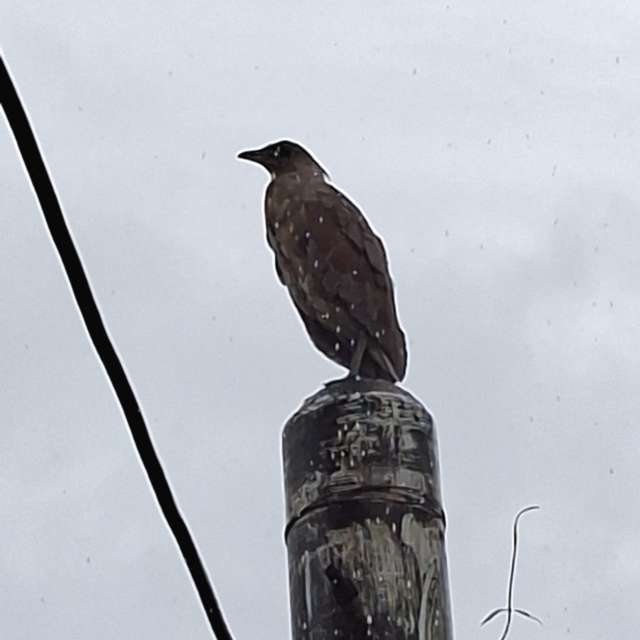 Pole. Weather forecasts with beautiful photos by Wen-ya Huang Photos in Kaohsiung City