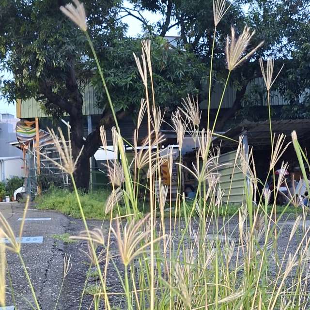 Photos Troupeau. Prévisions météo avec de superbes photos de Wen-ya Huang de Kaohsiung