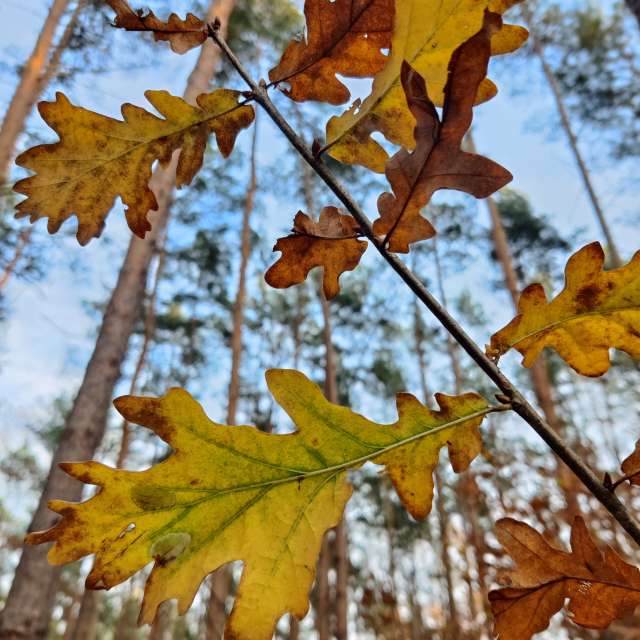 Forest. Weather forecasts with beautiful photos by Zorrra Photos in Kladow
