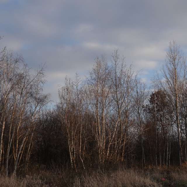 Fotos Grama. Previsões do tempo com lindas fotos de Vasek325 em Praha 4