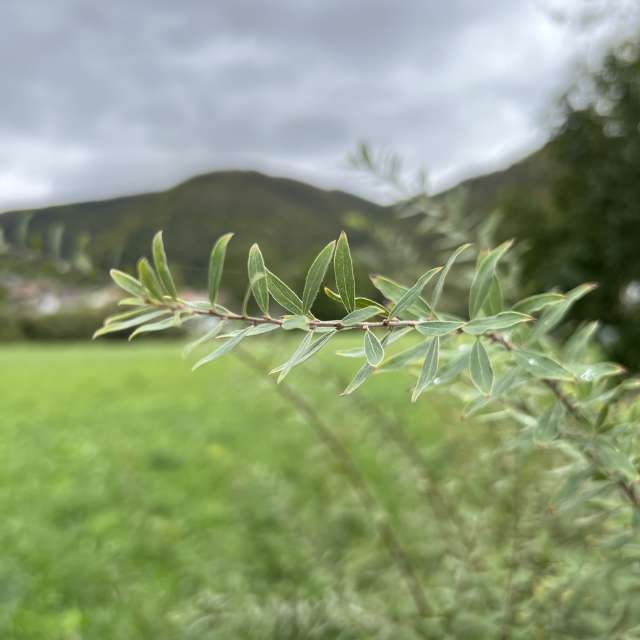 Photos Marche. Prévisions météo avec de superbes photos de SwissEloi de Sonceboz