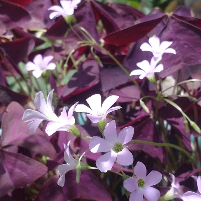 Fotos Fechar. Previsões do tempo com lindas fotos de Wen-ya Huang em Kaohsiung City