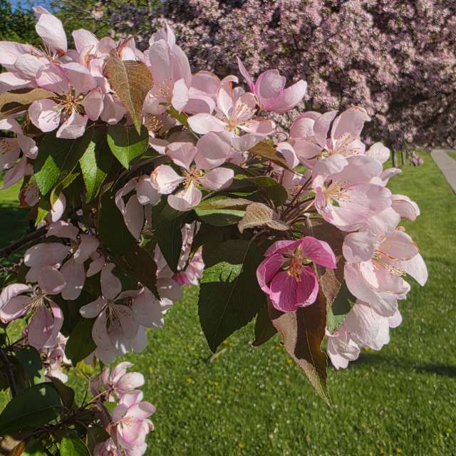 Spring. Weather forecasts with beautiful photos by Veve339 Photos in World