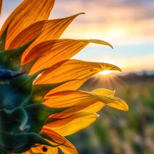 Weather Photos in Flower. Weather forecasts with beautiful photos by Lotti5507