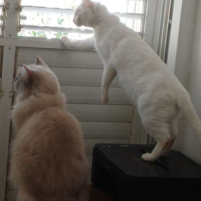 天气预报，带Zaza精美的照片