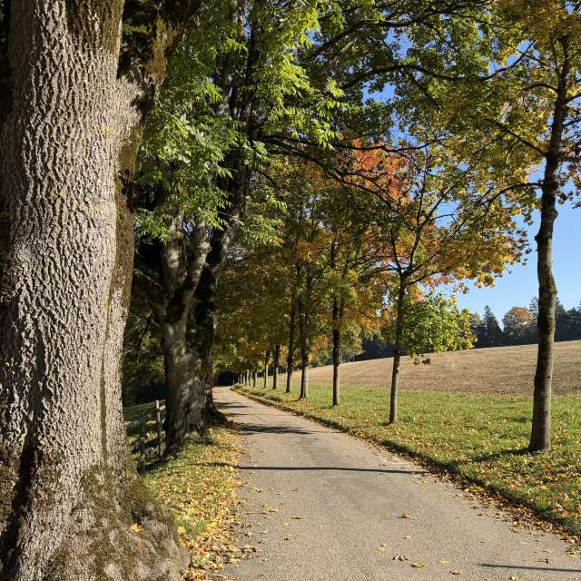 Photos Arbre. Prévisions météo avec de superbes photos de SwissEloi de Renan