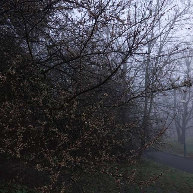 Fotos Flor. Previsões do tempo com lindas fotos de Vasek325 em Praha 12