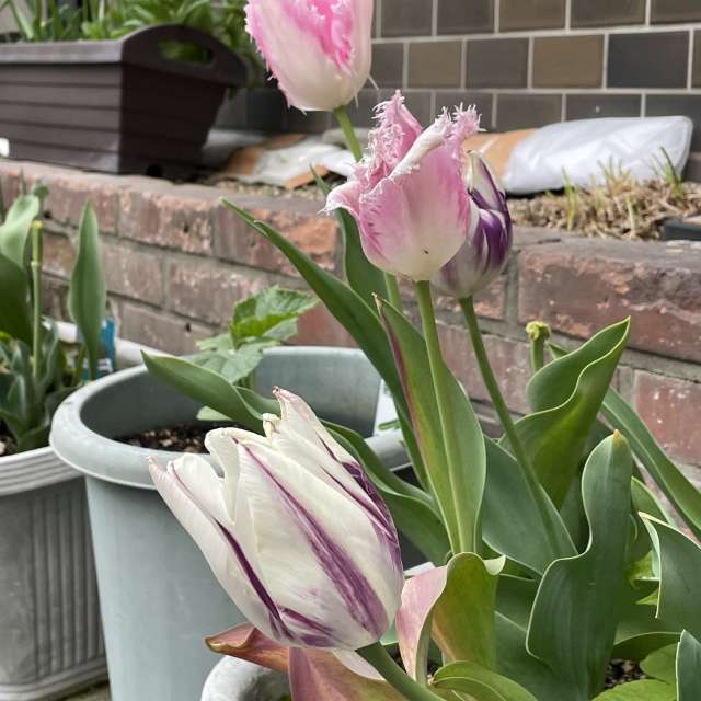 Fotos Janela. Previsões do tempo com lindas fotos de あさのジジ em Okayama