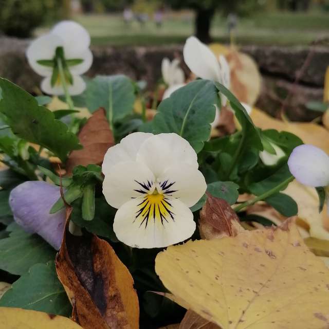 Gras. Wettervorhersagen mit schönen Fotos von AttilaSzilvássy Fotos Budapest