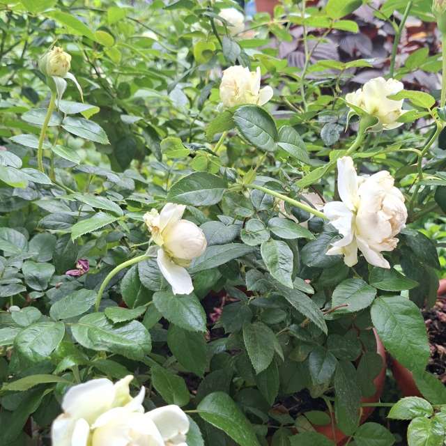 Garden. Weather forecasts with beautiful photos by Wen-ya Huang Photos in World