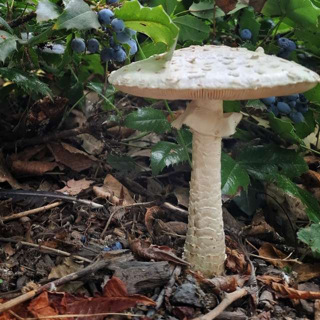 天气预报，带Aleksandar精美的照片