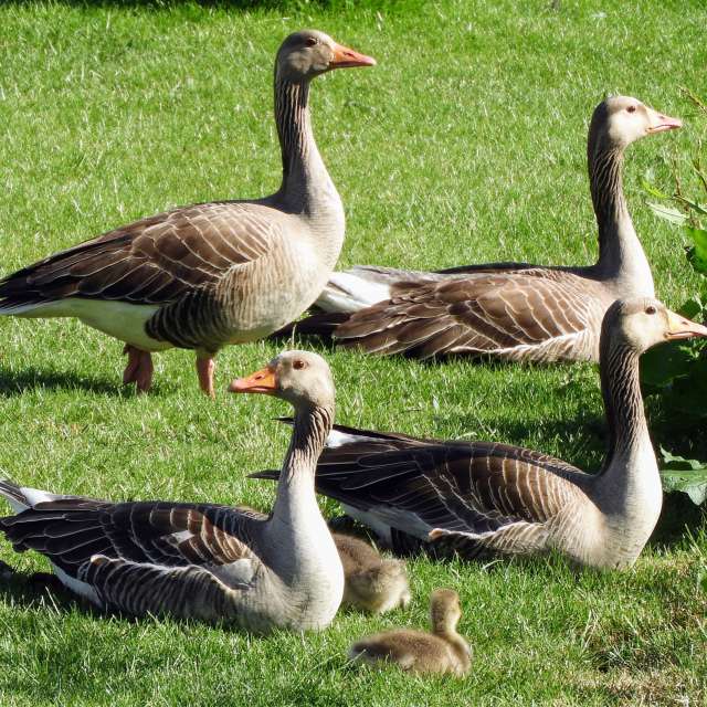 Animal. Weather forecasts with beautiful photos by kns666 Photos in Yarwell Mill Country Park