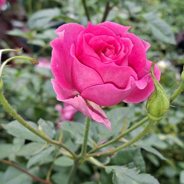 Garden. Weather forecasts with beautiful photos by Wen-ya Huang Photos in World