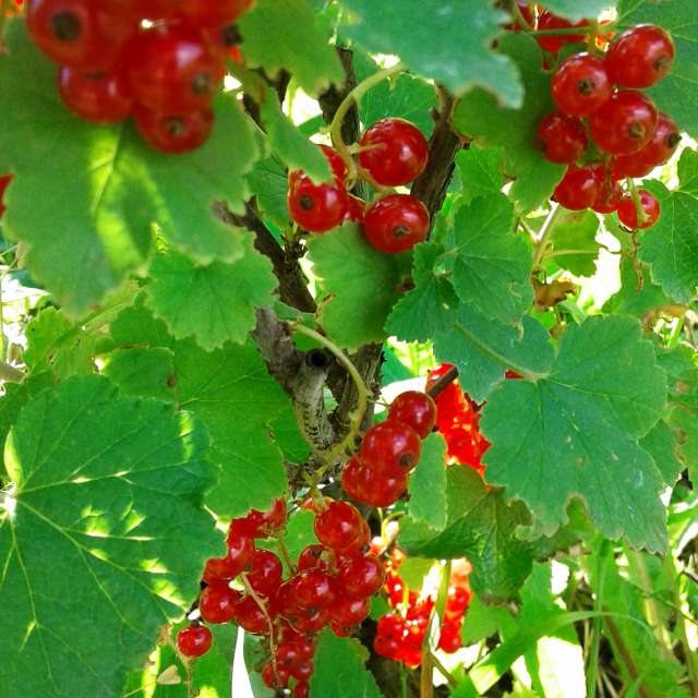 Plant. Weather forecasts with beautiful photos by urashm Photos in Khmelnytskyi