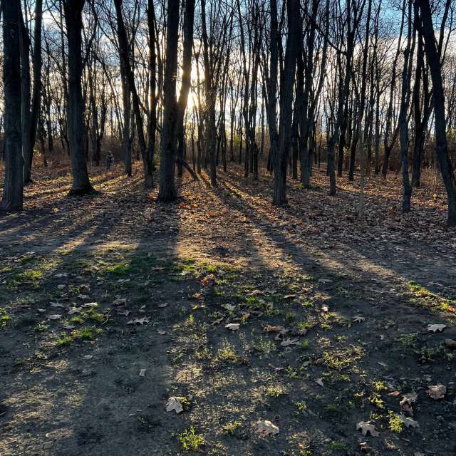 Forest. Weather forecasts with beautiful photos by InnaMoon Photos in Chisinau