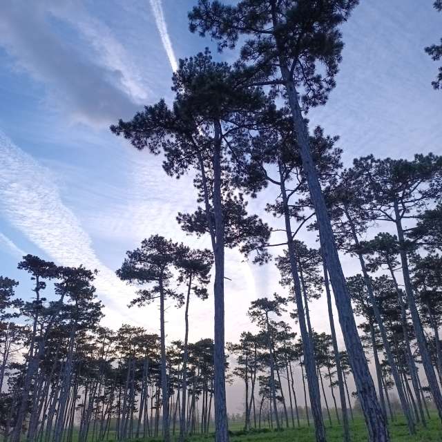 Gras. Wettervorhersagen mit schönen Fotos von Kripo Fotos Ladek Zdroj