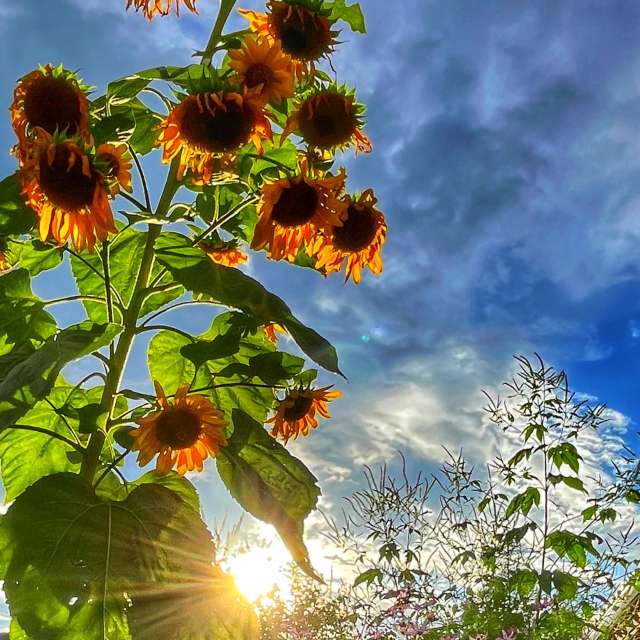 Weather forecasts with beautiful photos by Kasumisou