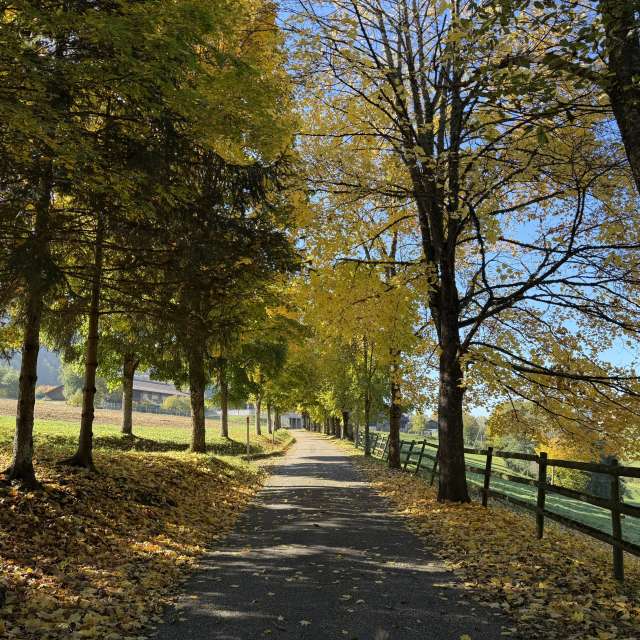 Photos Arbre. Prévisions météo avec de superbes photos de SwissEloi de Renan