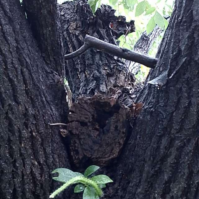 Fotos Madeira. Previsões do tempo com lindas fotos de Wen-ya Huang em Kaohsiung City