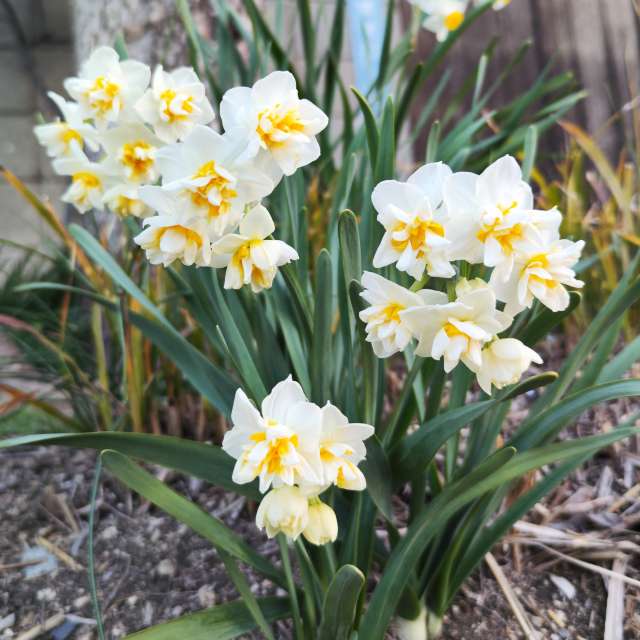 Fotos Jardim. Previsões do tempo com lindas fotos de あさのジジ em Okayama