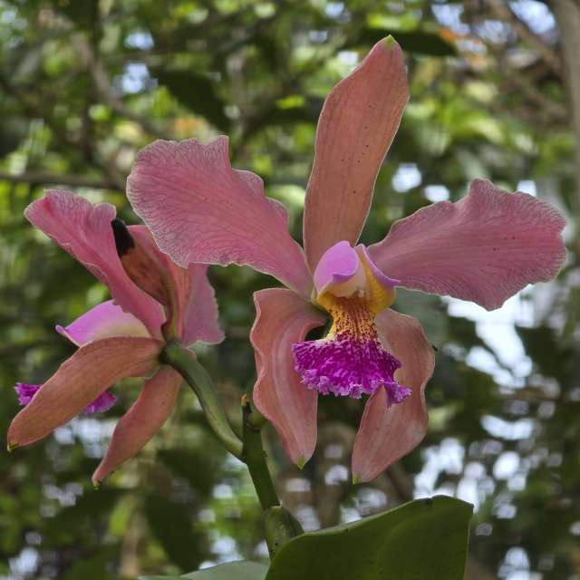 天气预报，带Flavia51精美的照片