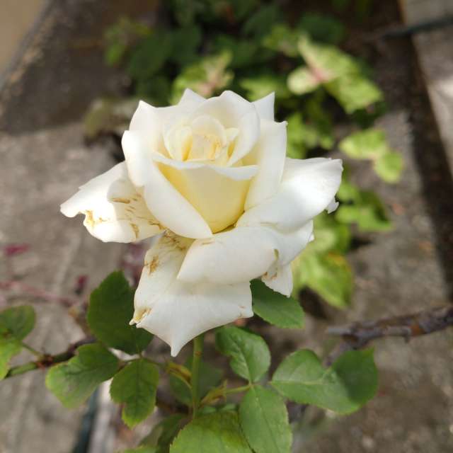 Fotos Rosa. Previsões do tempo com lindas fotos de Wen-ya Huang em Kaohsiung City