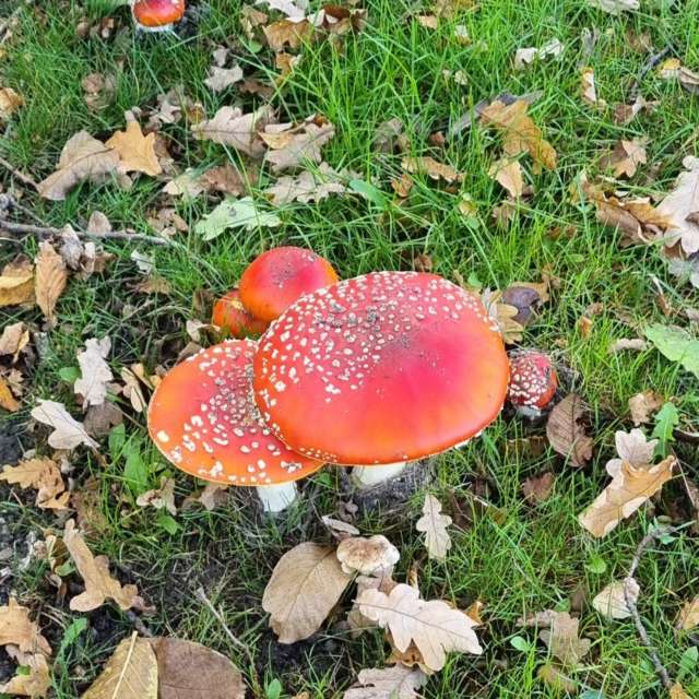 Greetの美しい写真による天気予報