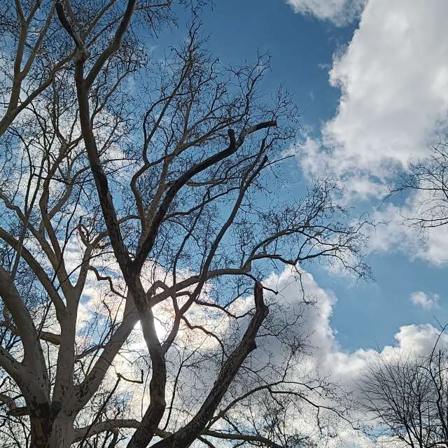 Fotos del Oveja. Pronósticos del tiempo con hermosas fotos de YanBog en București