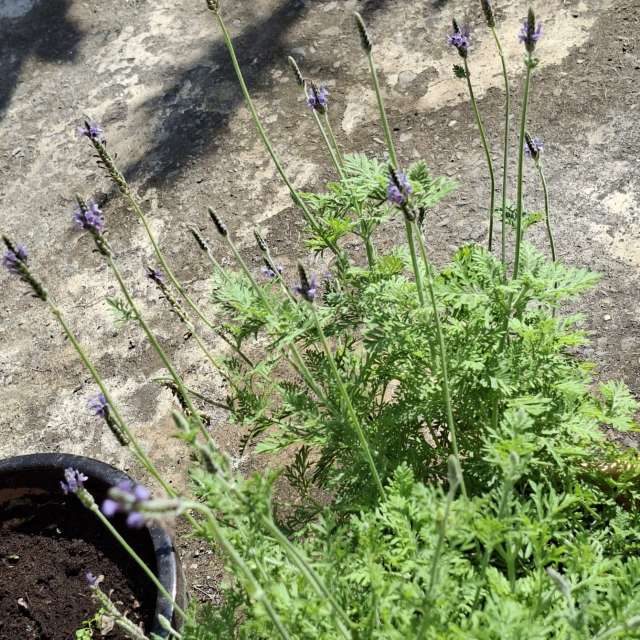 Wettervorhersagen mit schönen Fotos von Wen-ya Huang