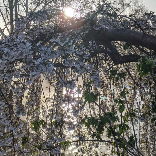 Walking. Weather forecasts with beautiful photos by kns666 Photos in Yarwell Mill Country Park