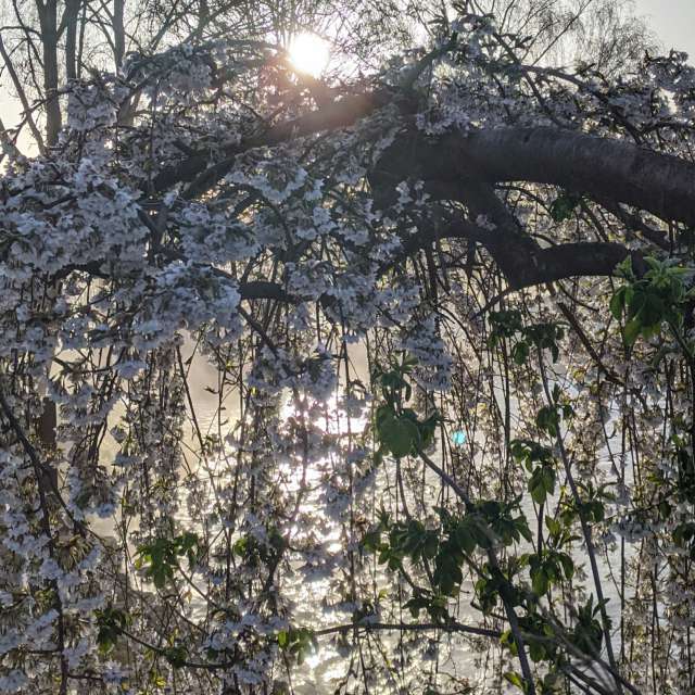 Yarwell Mill Country Parkの立っている. kns666の美しい写真による天気予報の写真