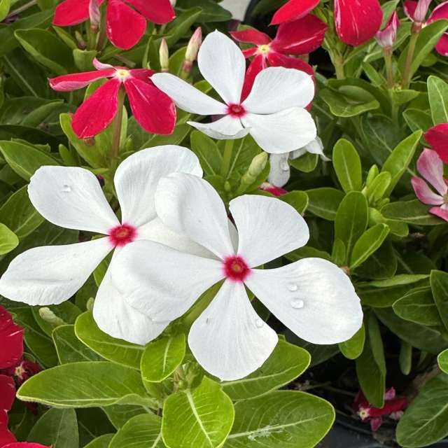 天气预报，带RWDacy_SkyArt精美的照片