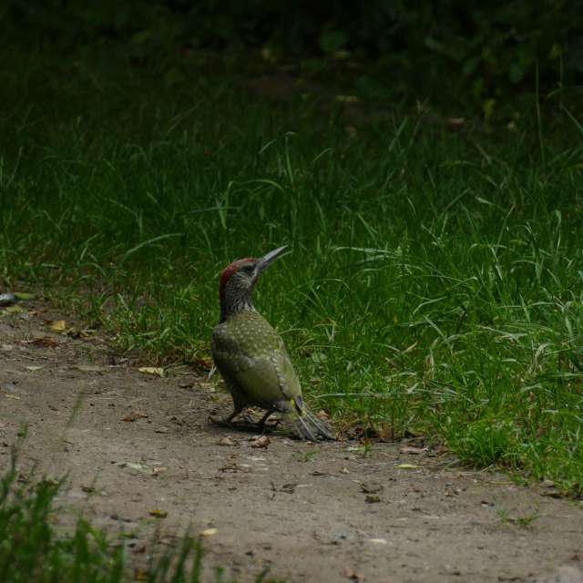 Fotos Verde. Previsões do tempo com lindas fotos de Vasek325 em Praha 12