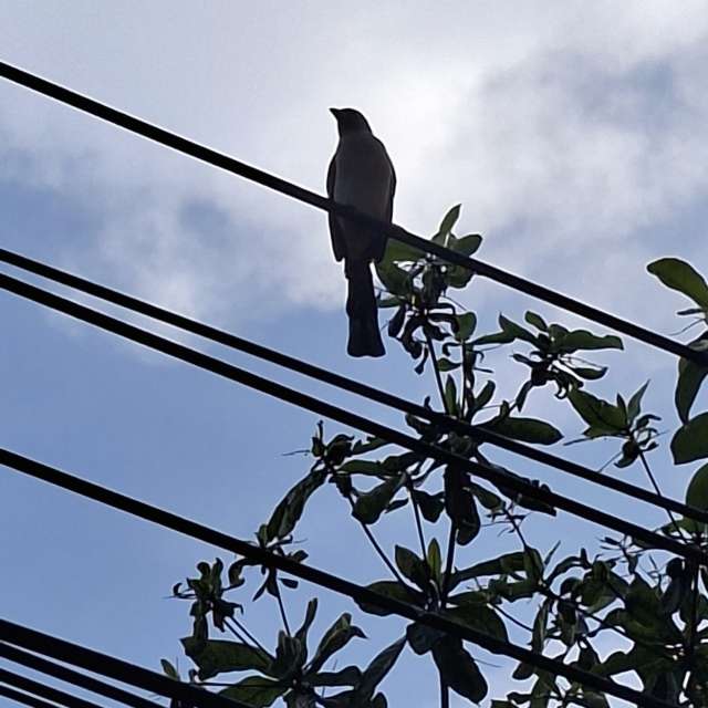 Wire. Weather forecasts with beautiful photos by Wen-ya Huang Photos in Kaohsiung City