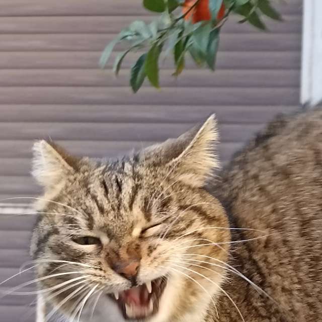 Prévisions météo avec de superbes photos de XARA