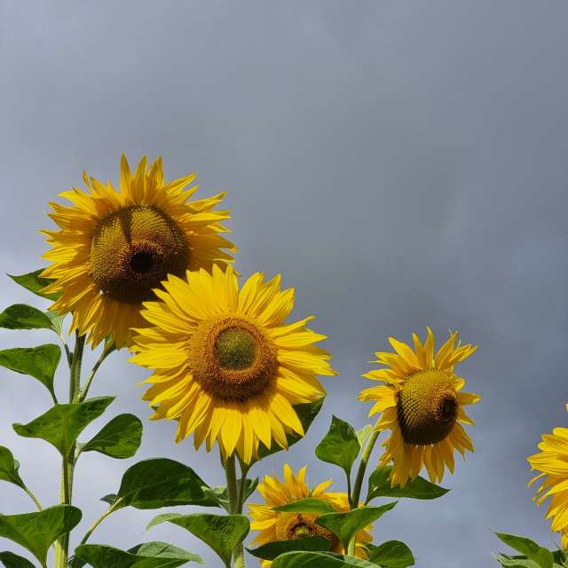 Weather Photos in . Weather forecasts with beautiful photos by Simphi494