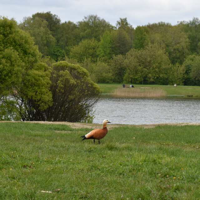 Pasture. Weather forecasts with beautiful photos by Amanda_and_Valdemar_Che Photos in Izmaylovo District
